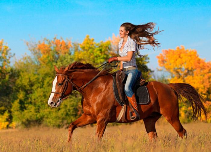 Video zeigt den Moment, in dem ein Rennwagen ein Mädchen auf einem Pferd überfährt